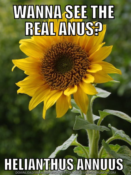 barry c smith recommends sunflower anal pic
