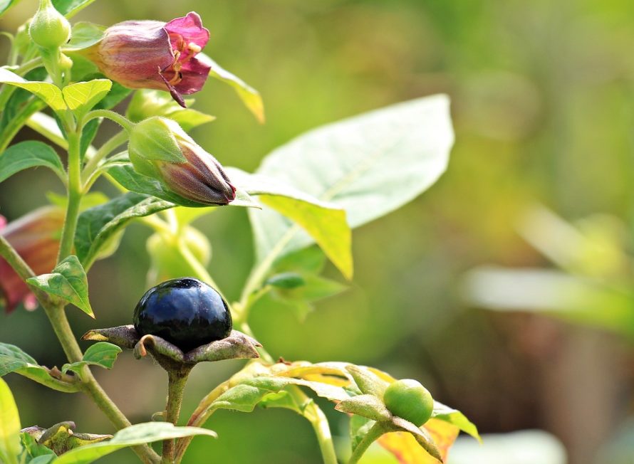 doreen mwendwa recommends Belladonna Foot