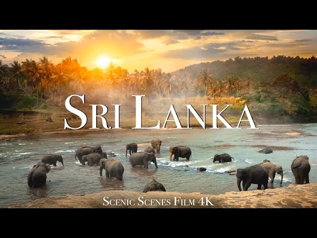 alan talbott recommends porn in srilanka pic