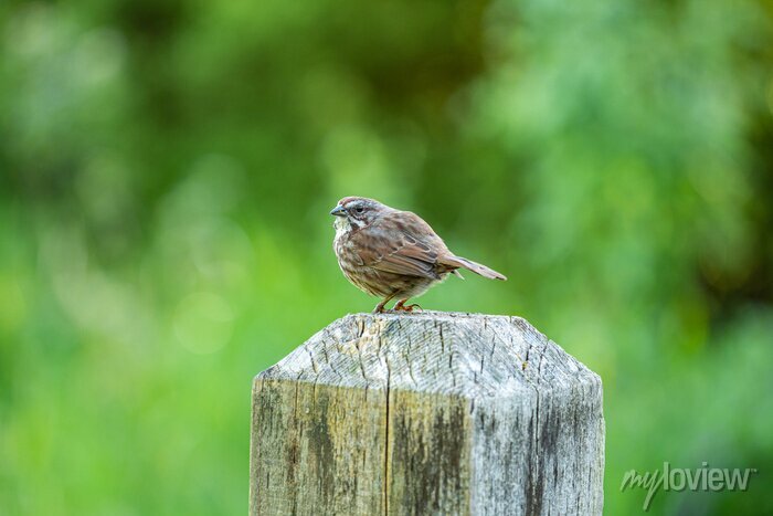 Chubby Swallow perrita poringa