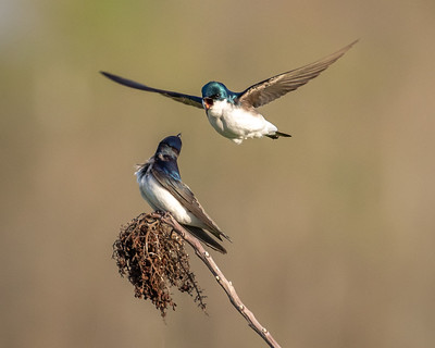 casey weinberg share amateur swallows photos