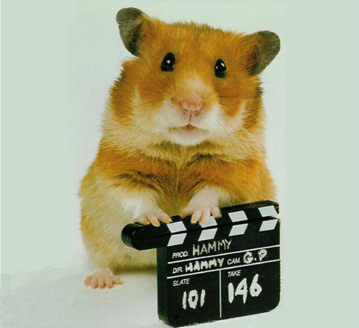 desmond chiam recommends free hamster movies pic