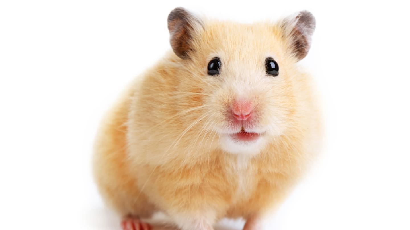chris tell add free hamster movies photo